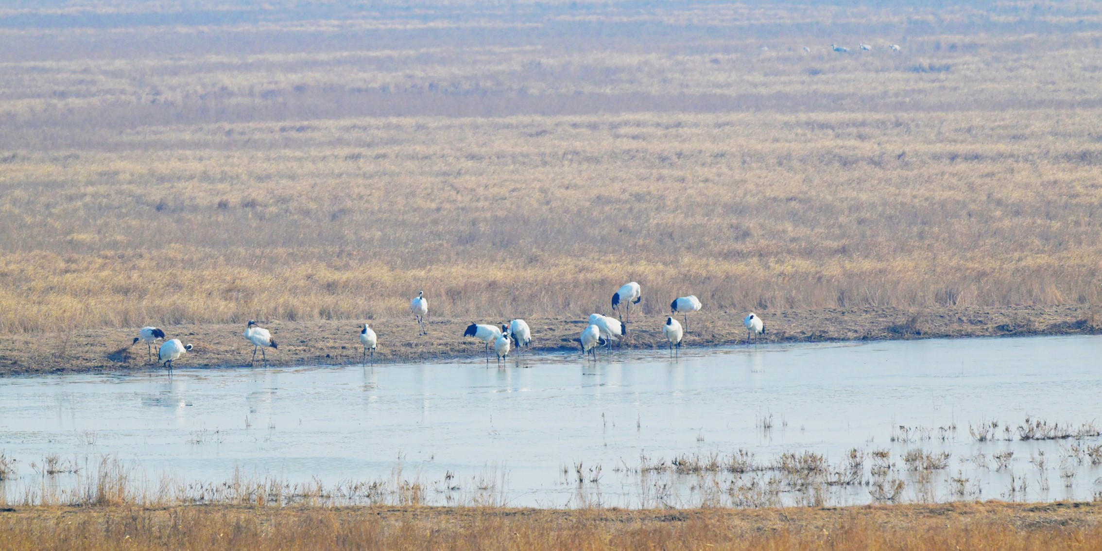 國家重點研發(fā)計劃候鳥項目課題開展重點保護候鳥棲息地質(zhì)量監(jiān)測工作